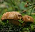 Chalciporus_piperatus_am0616