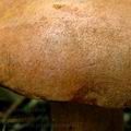 Chalciporus_piperatus_am0617