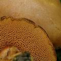 Chalciporus_piperatus_am0622