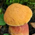 Chalciporus_rubinus_be2923