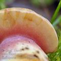 Chalciporus_rubinus_be2949