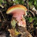 Chalciporus_rubinus_bo9393