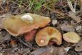 Chalciporus_rubinus_cd8254