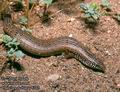 Chalcides_ocellatus_6242