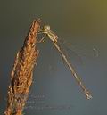 Chalcolestes_parvidens_rb2854