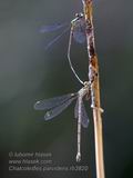 Chalcolestes_parvidens_rb3820