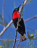 Chalcomitra_senegalensis_rf30358