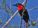 Chalcomitra_senegalensis_rf30368