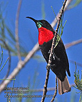 Chalcomitra_senegalensis_rf30375
