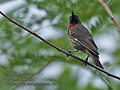 Chalcomitra_senegalensis_rf9767