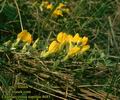 Chamaecytisus_supinus_4685