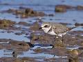 Charadrius_alexandrinus_pb058585