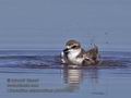 Charadrius_alexandrinus_pb058680