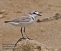 Charadrius_alexandrinus_ph6440