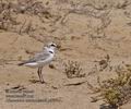 Charadrius_alexandrinus_ph6444