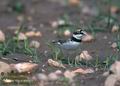 Charadrius_dubius_2135