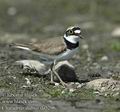 Charadrius_dubius_da5296