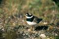 Charadrius_hiaticula_2103