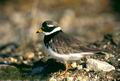 Charadrius_hiaticula_671