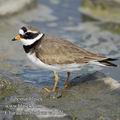 Charadrius_hiaticula_ea3121