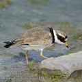 Charadrius_hiaticula_ea3124