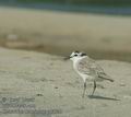 Charadrius_marginatus