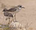 Charadrius_mongolus_ph6422