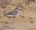 Charadrius_mongolus_ph6442