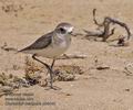 Charadrius_mongolus_ph6445