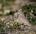 Charadrius_morinellus_11879