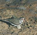 Charadrius_tricollaris