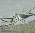 Charadrius_tricollaris