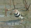 Charadrius_tricollaris