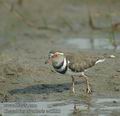 Charadrius_tricollaris