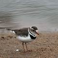 Charadrius_tricollaris_bb6600