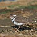 Charadrius_tricollaris_bb8946