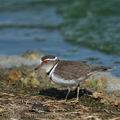 Charadrius_tricollaris_bb8950