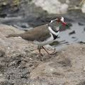 Charadrius_tricollaris_ee2631