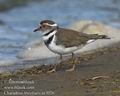 Charadrius_tricollaris_ee3026