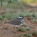 Charadrius_tricollaris_fa9145