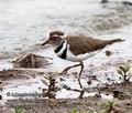 Charadrius_tricollaris_pa2170283