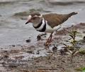 Charadrius_tricollaris_pa2170284