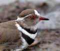 Charadrius_tricollaris_pa2170365