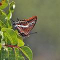 Charaxes_jasius_bg8295