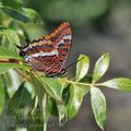 Charaxes_jasius_bg8301