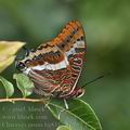 Charaxes_jasius_bg8312