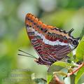 Charaxes_jasius_bg8316