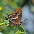 Charaxes_jasius_bg8319