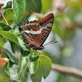 Charaxes_jasius_bg8323