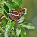 Charaxes_jasius_bg8334